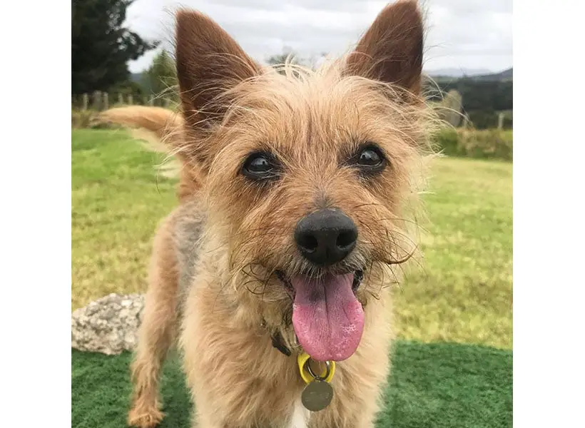 Australian Terrier with tongue out