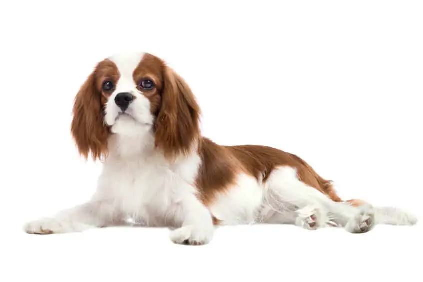 pure-bred dog, puppy Cavalier King Charles Spaniel, lie on white background, isolated