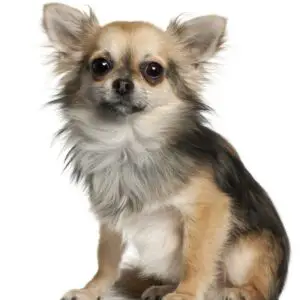 chihuahua sitting in front of white background