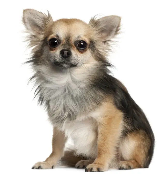 chihuahua sitting in front of white background