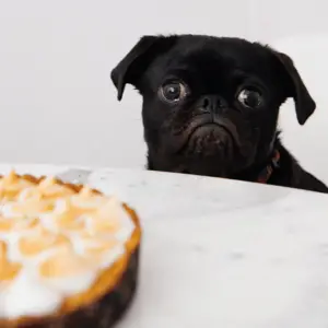 Dog staring at a food