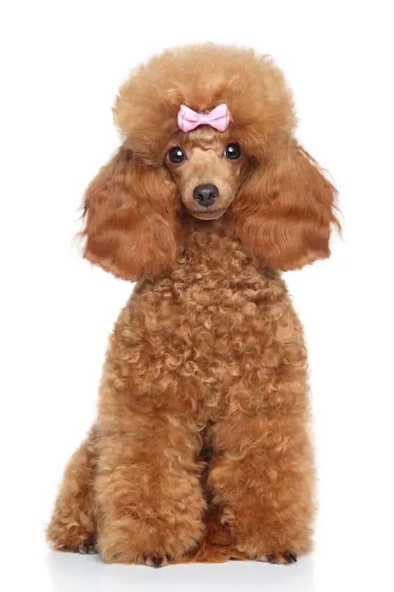 Red Toy Poodle puppy sits on a white background