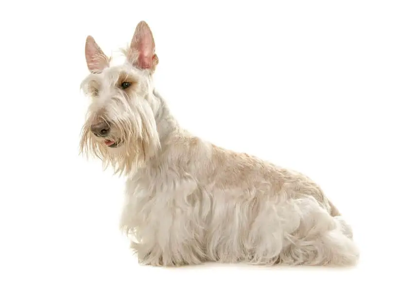 White scottish terrier dog seen from the side isolated on a white background