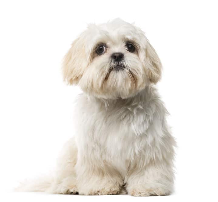 Shih Tzu puppy (6 months old) in front of a white background
