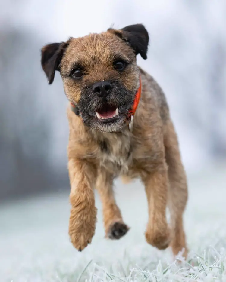 20 Fluffy Small Dogs That Don T Shed Tiny Woofs   Forrest The Borderterrier   B6TIH0boNwQ    750x938 