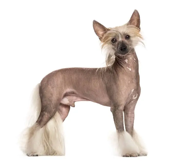 Chinese crested dog standing in front of a white background