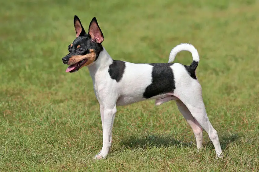 Toy Fox Terrier in the spring garden