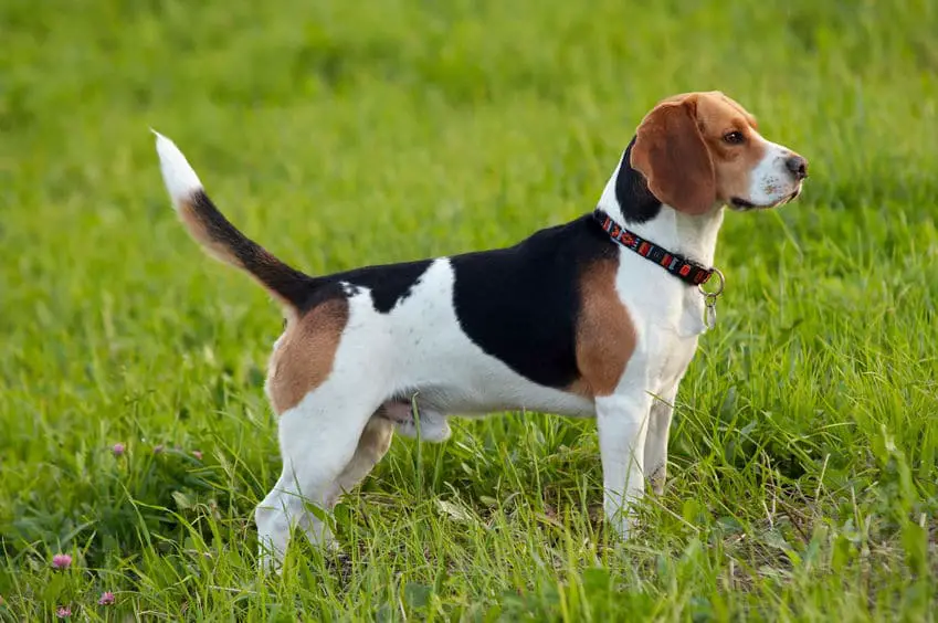 English Beagle on the meadow