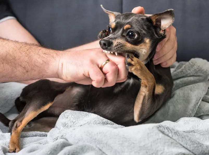 Chihuahua biting fingers