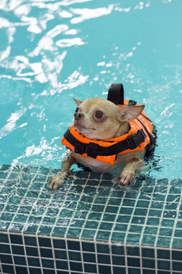 Can Chihuahuas Swim? All You Need To Know – Tiny Woofs