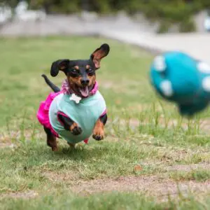 Dachshund Wearing Clothes Chases After Thrown Toy