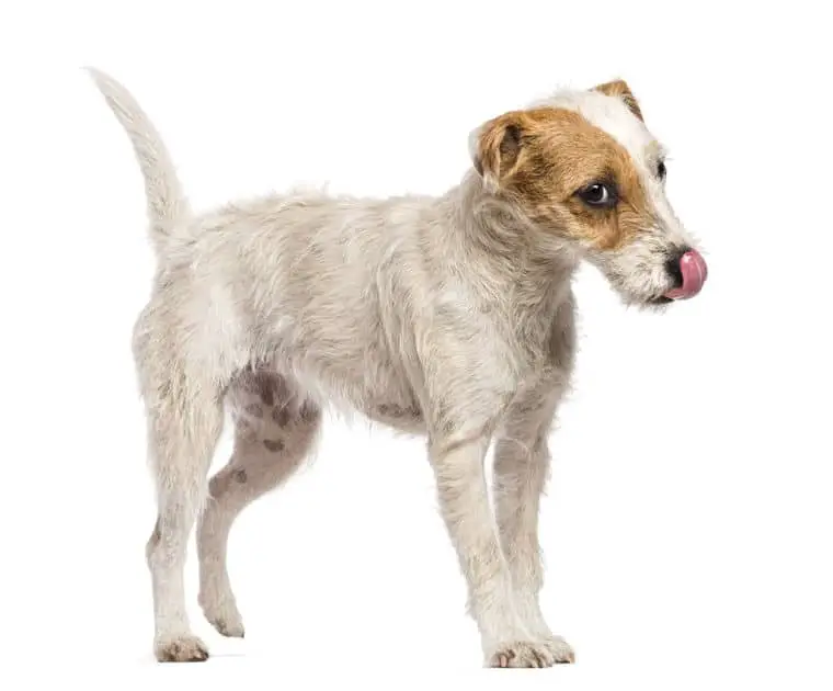 Parson Russell Terrier walking, licking its nose and looking away against a white background