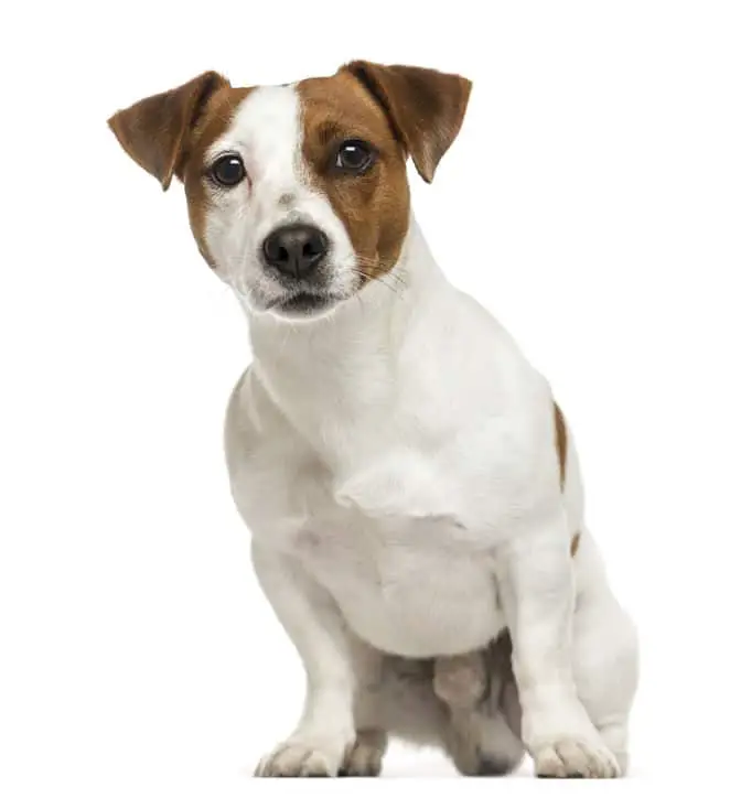 Front view of a Jack Russell Terrier, sitting, isolated on white