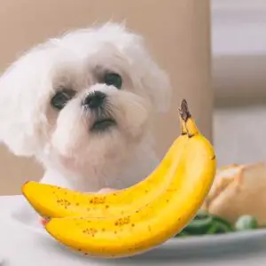 Can Maltese eat banana