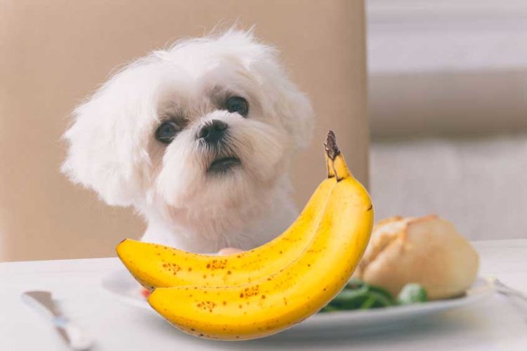 What Foods Can Maltese Puppies Eat