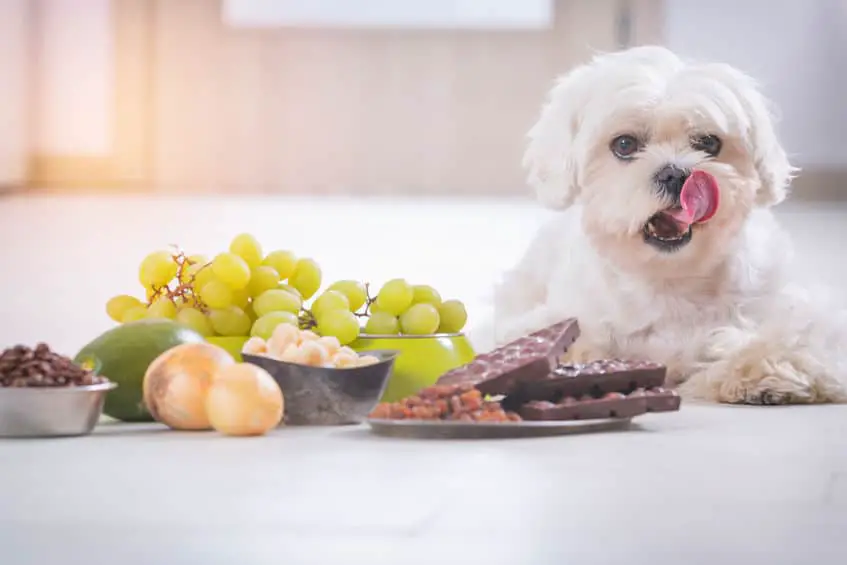 Cute Maltese with food toxic to him