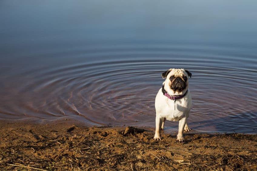 Dog pug standing on the bank of a lake.