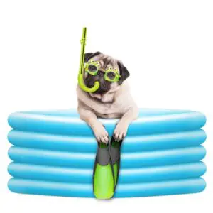 Pug in goggles and snorkel