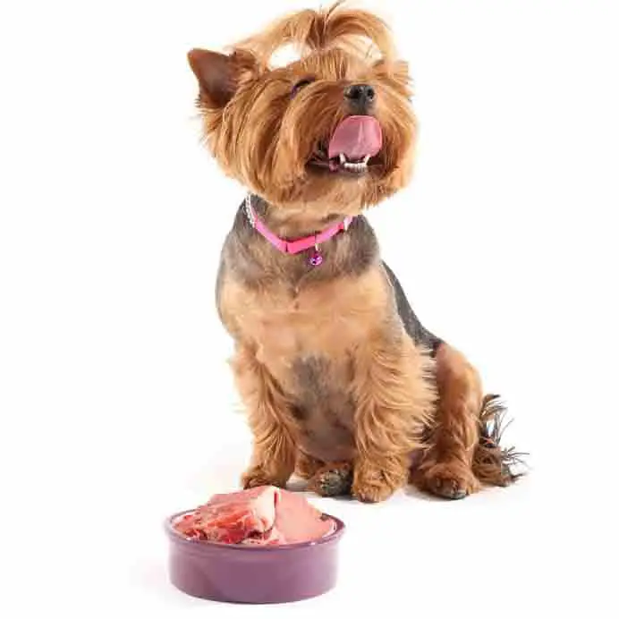 Yorkshire Terrier with a bowl of pork