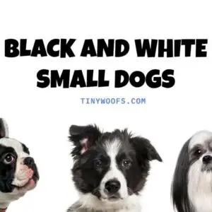 Black and White Small Dogs