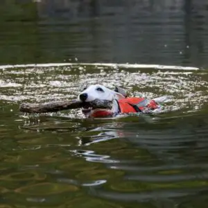 Can Miniature Bull Terrier Swim