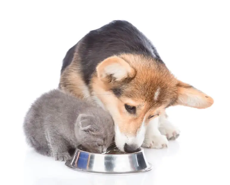Corgi and Cat eating together from a bowl