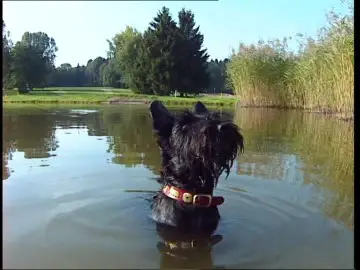 Scottish Terrier in a lake