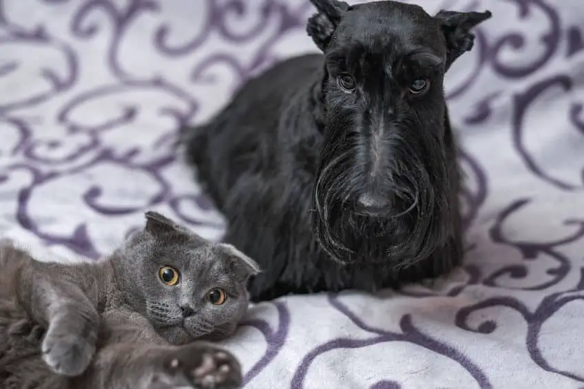 Scottish terrier getting along with a cat