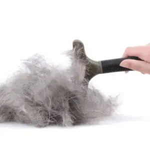 Dog hair from brushing